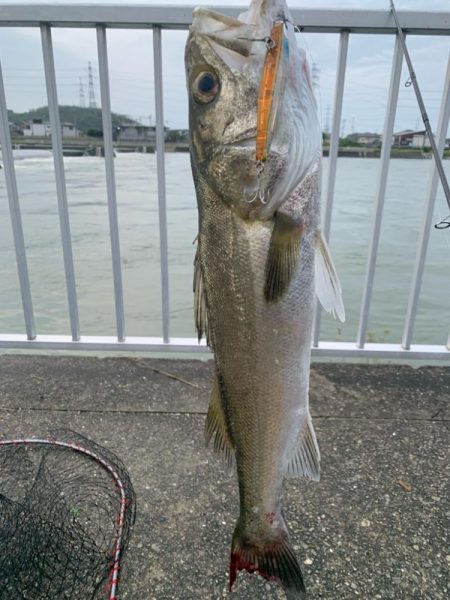 今年初シーバス