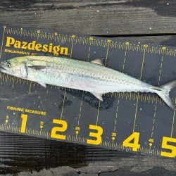 久しぶりのはとう渡船さん