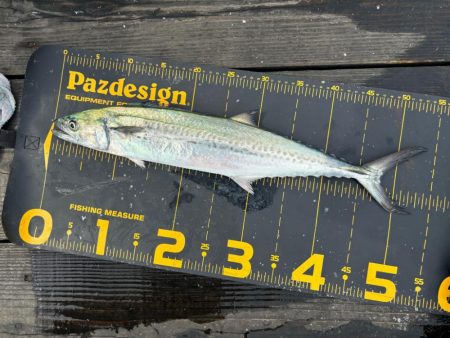 久しぶりのはとう渡船さん