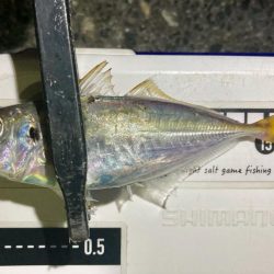 今夜も中アジ探しにGO‼︎