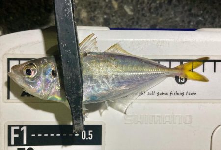 今夜も中アジ探しにGO‼︎