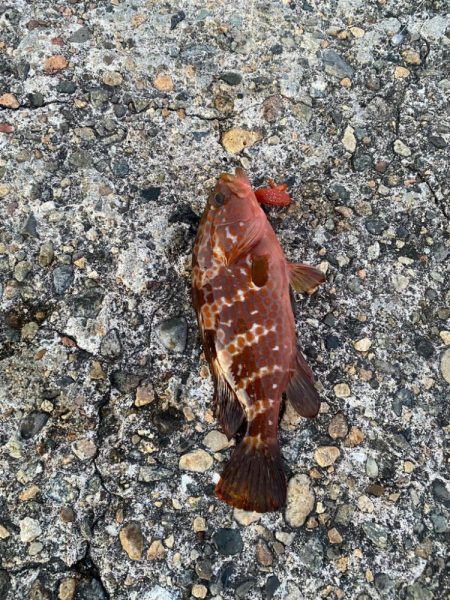 尺キジハタ連発