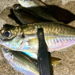 ゴミだらけの底にアジは居る!