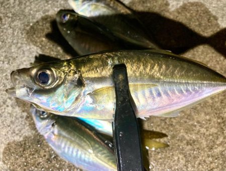 ゴミだらけの底にアジは居る!