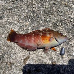 M:I:Ⅳ-シロギスタベラバカリ