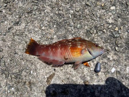 M:I:Ⅳ-シロギスタベラバカリ