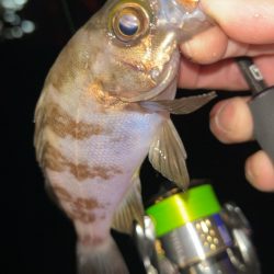 梅雨前メバリング♪