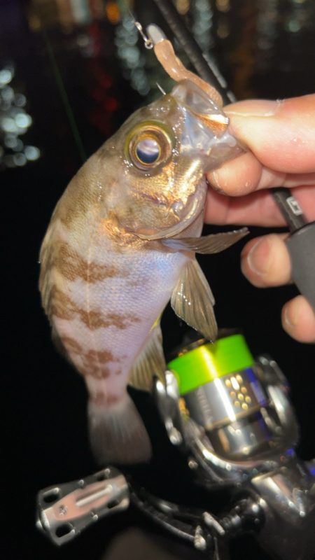 梅雨前メバリング♪