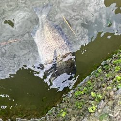 トップチニング