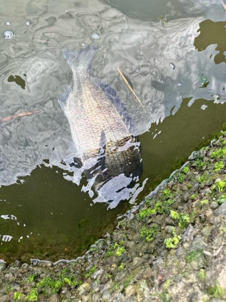 トップチニング