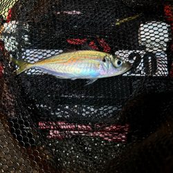 GMさん？そろそろタコ釣りですね！