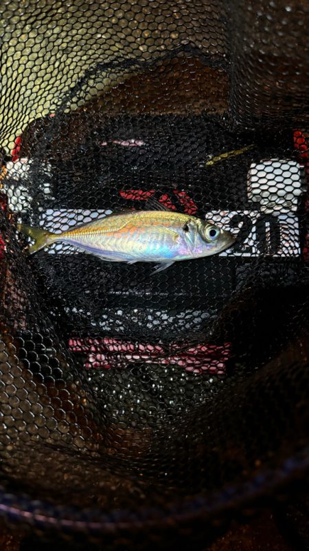 GMさん？そろそろタコ釣りですね！