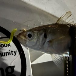 まだまだいけそうですね