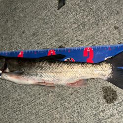 魚津港フカセ夜釣り