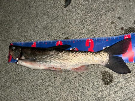 魚津港フカセ夜釣り