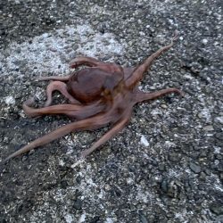 タコ新子始まりか?