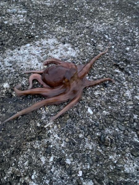 タコ新子始まりか?