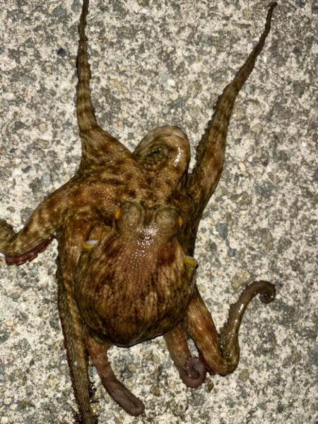 夜釣りのタコ