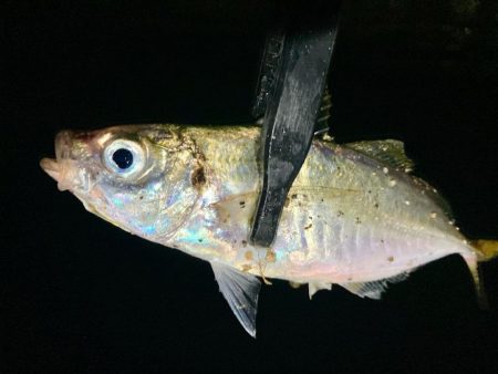 久しぶりの中アジ!