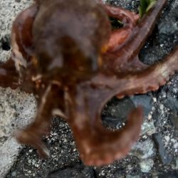 タコは気まぐれ 4