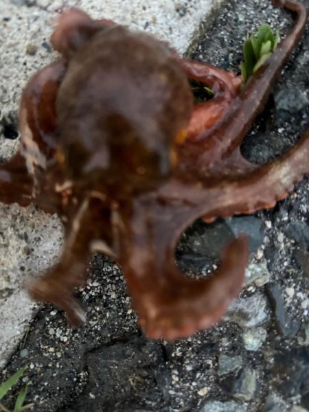 タコは気まぐれ 4