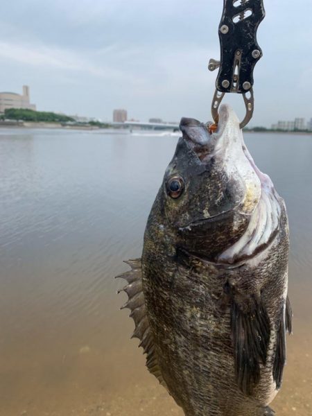 朝マヅメチニング