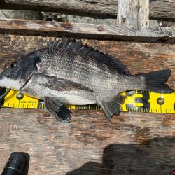 半日チヌフカセ。