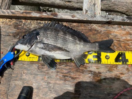 半日チヌフカセ。