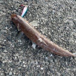 エソ以外釣れませんかねぇ?