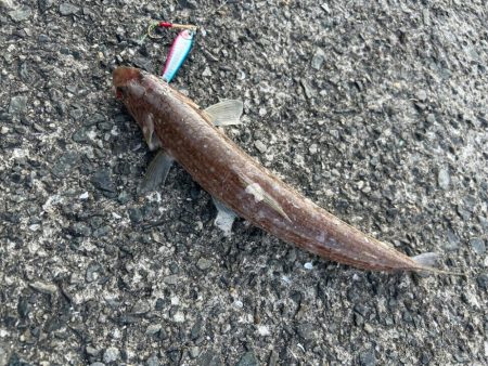 エソ以外釣れませんかねぇ?