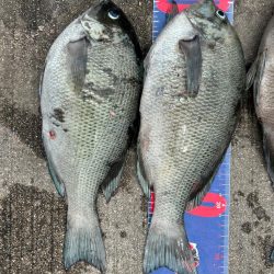魚津港フカセ釣り