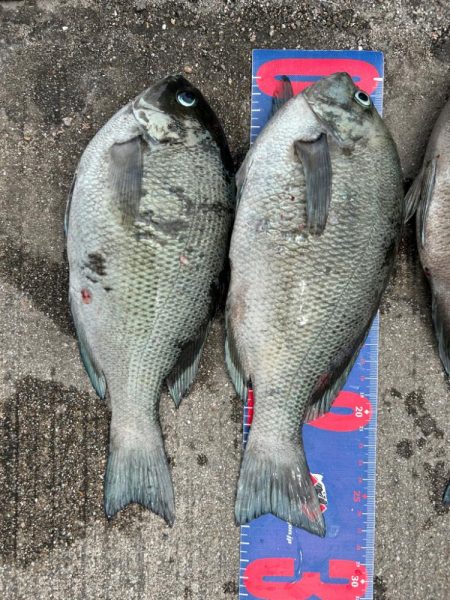 魚津港フカセ釣り