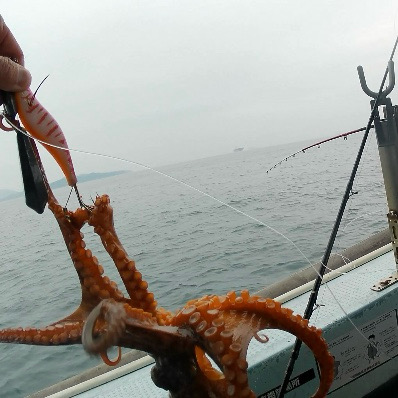 船タコぼちぼち