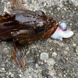 ガシラで一杯いく