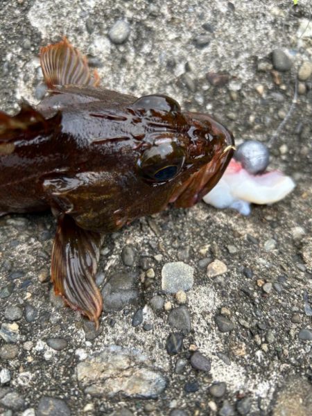 ガシラで一杯いく