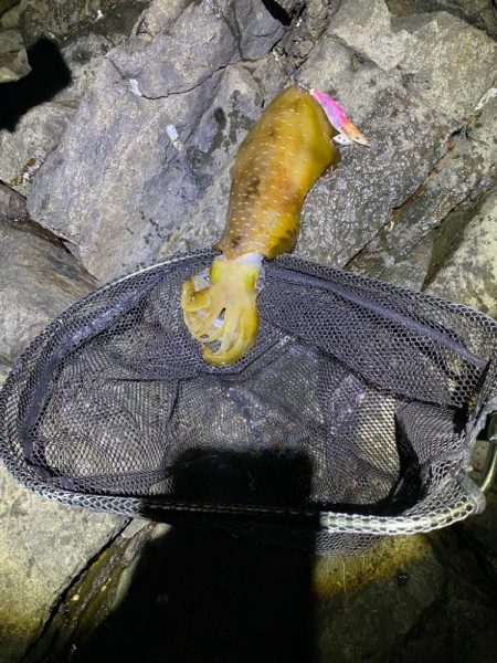 春イカエギング香住う