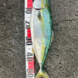 久しぶりのヒラメ