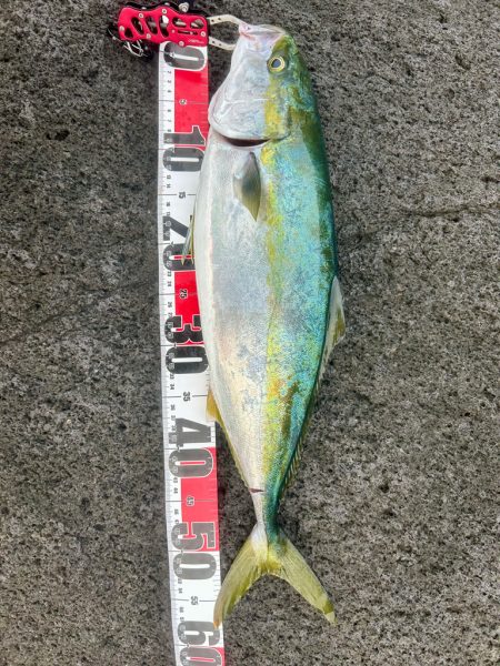 久しぶりのヒラメ