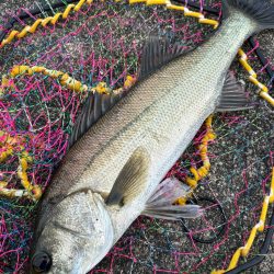 ヘチってきました