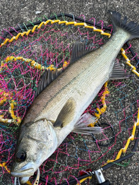 ヘチってきました