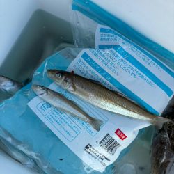 キス、イカ調査