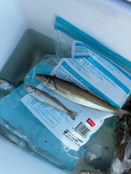 キス、イカ調査