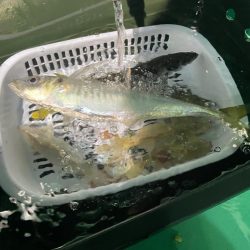 ナイトバチコンアジング&イカメタル