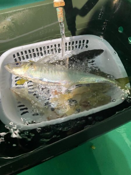 ナイトバチコンアジング&イカメタル