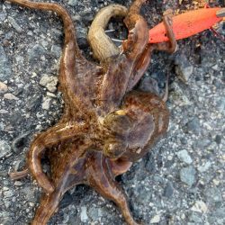 タコは気まぐれ？