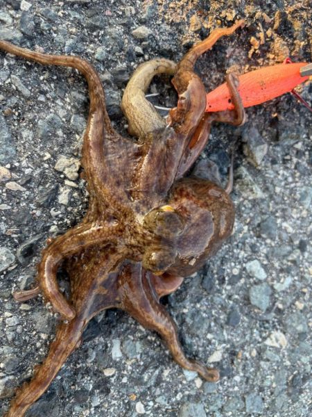 タコは気まぐれ？