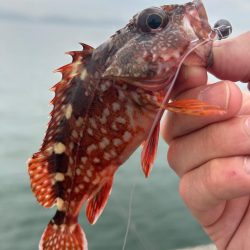 頑張ってるんですがね…