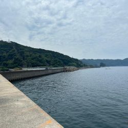 ガシラ(アラカブ)③