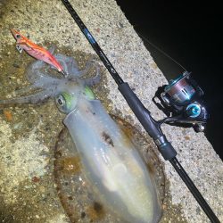 今季やっと3杯目のアオリ🦑GET!\(^o^)/