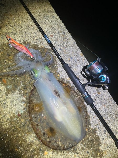 今季やっと3杯目のアオリ🦑GET!\(^o^)/